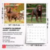 image Chocolate Lab Retriever 2027 Wall Calendar Seventh Alternate Image