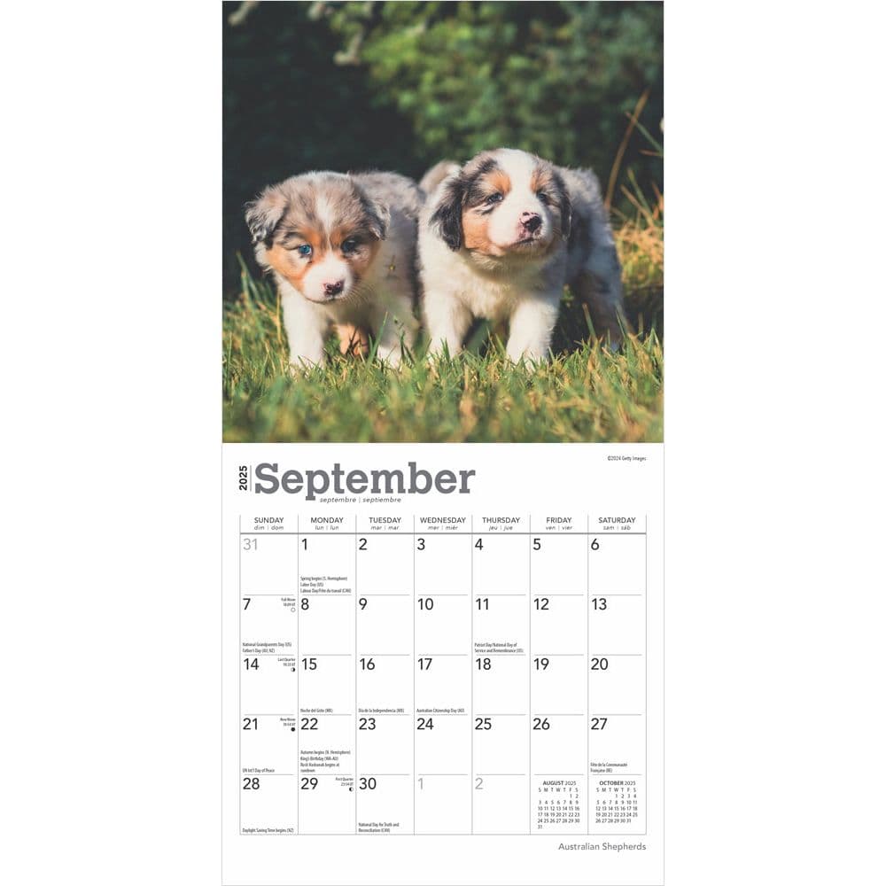 Australian Shepherd 2025 Mini Wall Calendar Third Alternate Image width=&quot;1000&quot; height=&quot;1000&quot;