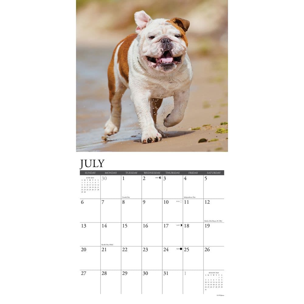 Just Bulldogs 2025 Wall Calendar Second Alternate Image width=&quot;1000&quot; height=&quot;1000&quot;