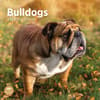 image Bulldogs 2025 Wall Calendar Main Product Image