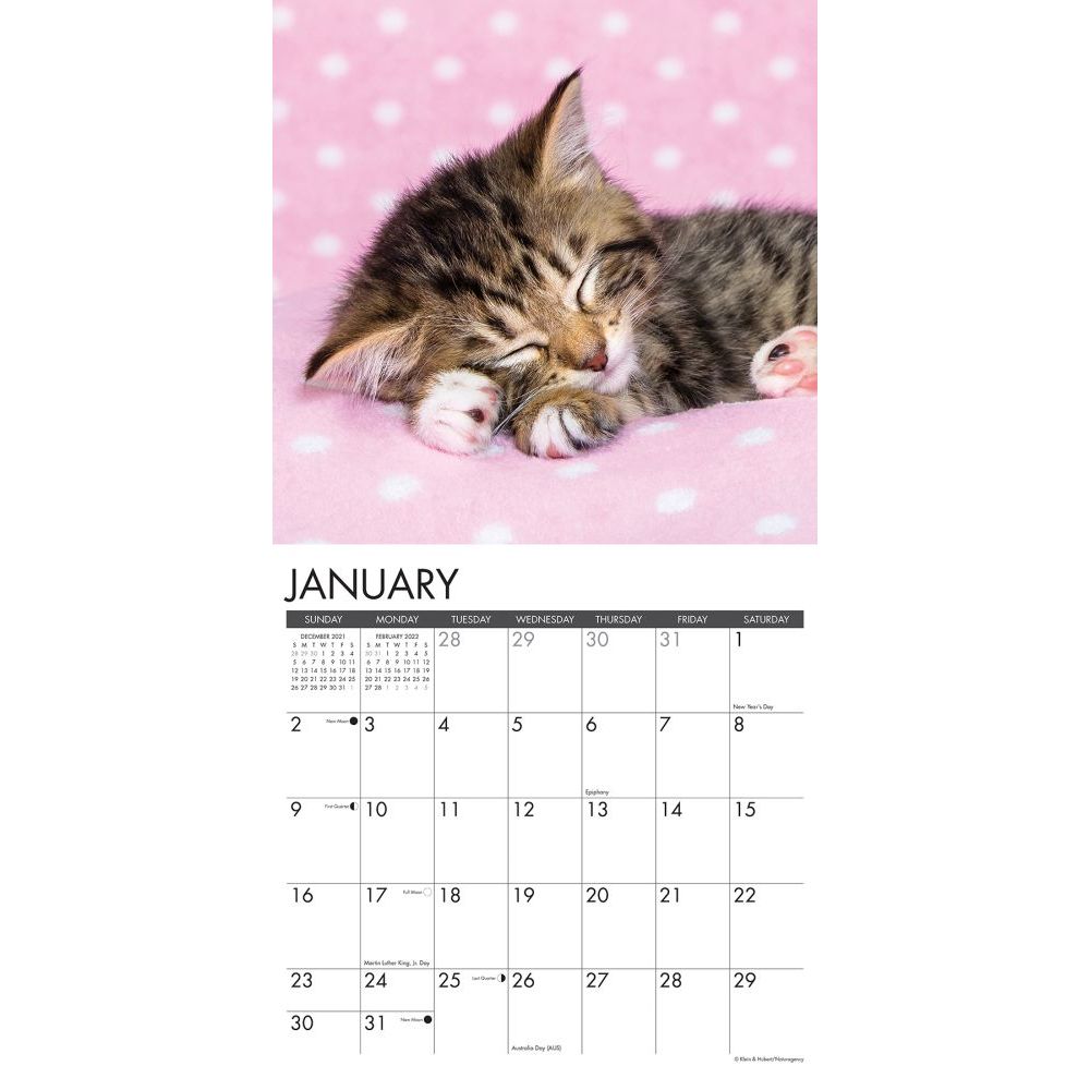 Official Studio Pets Kittens 2022 Wall Calendar 2022 Calendar 12" x 12" Squar... 