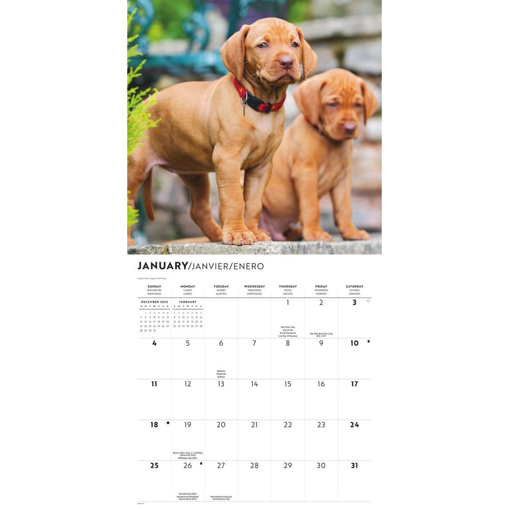 Vizslas 2026 Wall Calendar Second Alternate Image