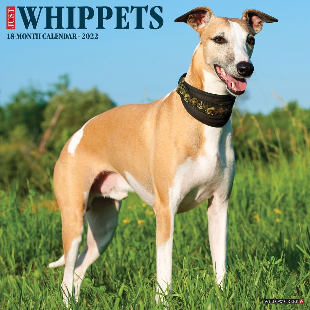 Whippets 2022 Wall Calendar