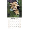 image Mushrooms 2024 Wall Calendar Alternate Image 2