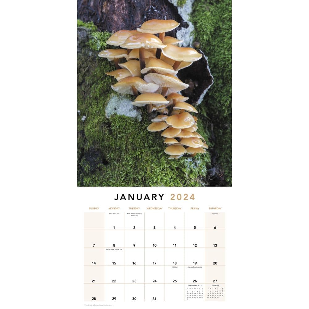 Mushrooms 2024 Wall Calendar Alternate Image 2