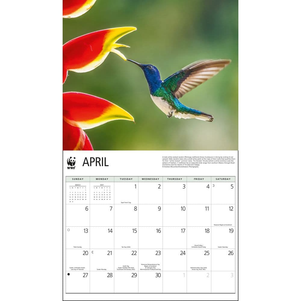 Hummingbirds WWF 2025 Wall Calendar Second Alternate Image width="1000" height="1000"