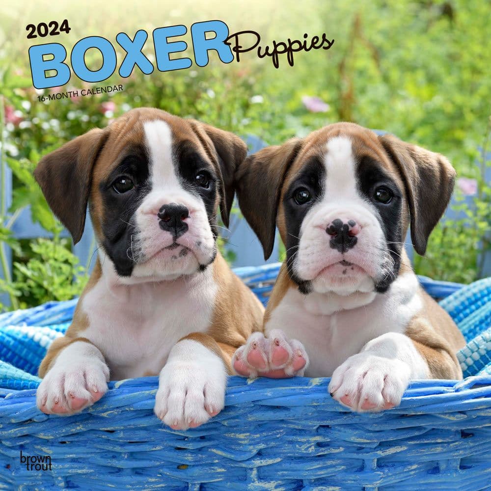 Boxer Puppies Wall 2024 Desk Calendar