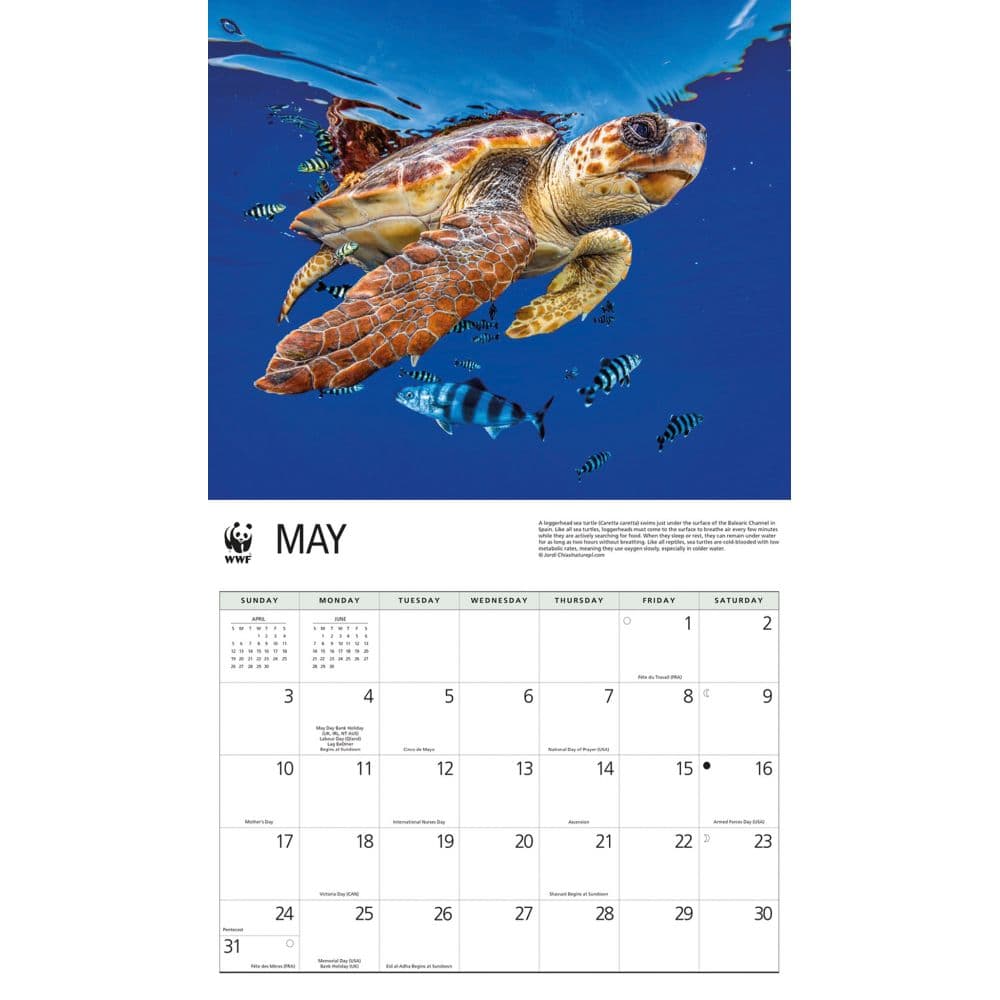 Sea Turtles WWF 2026 Wall Calendar Third Alternate Image