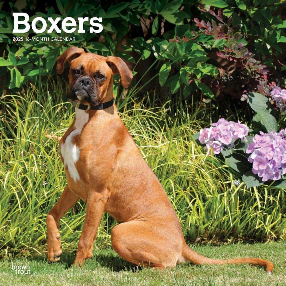 Boxers International 2025 Wall Calendar