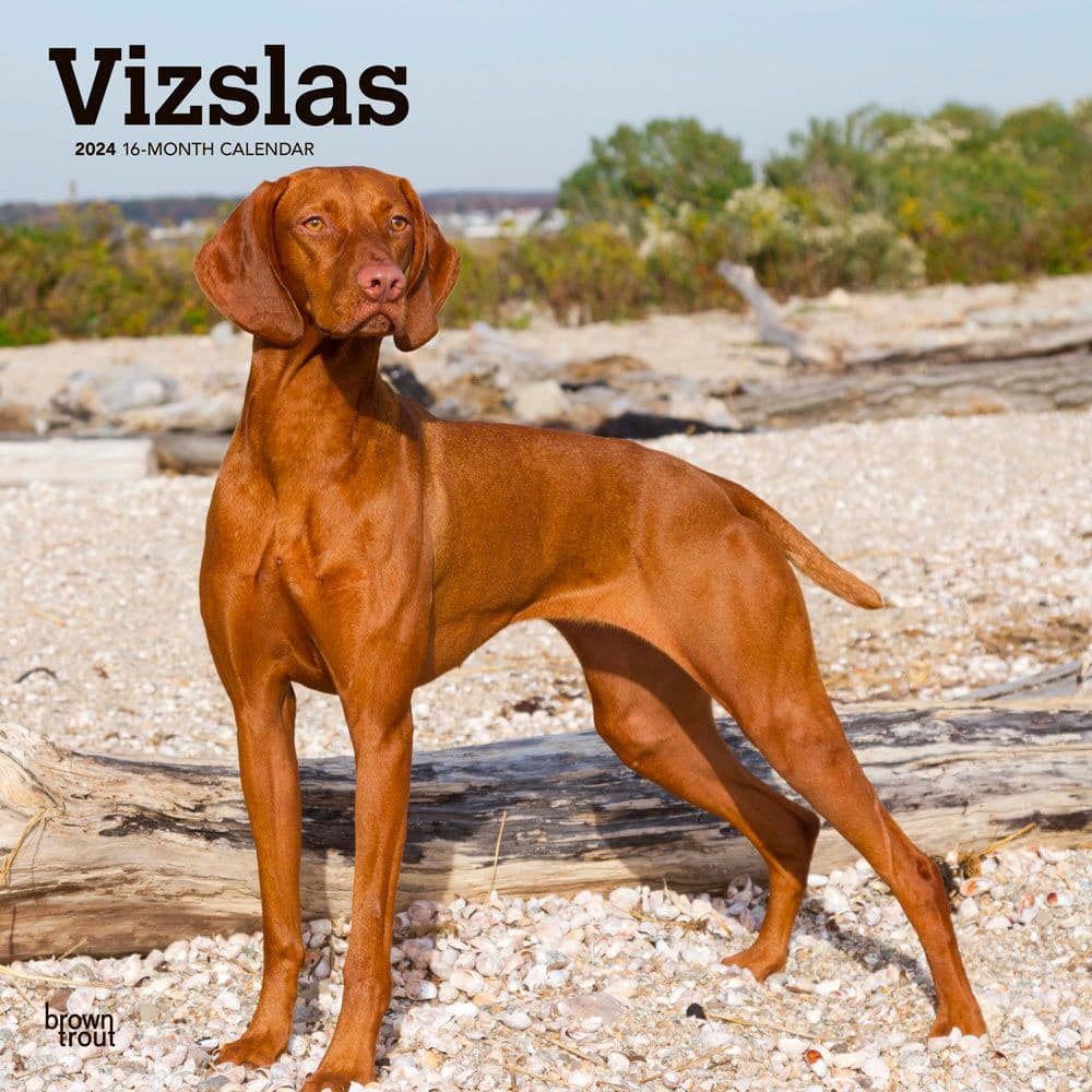 Hungarian vizslas looking for a cheap forever home