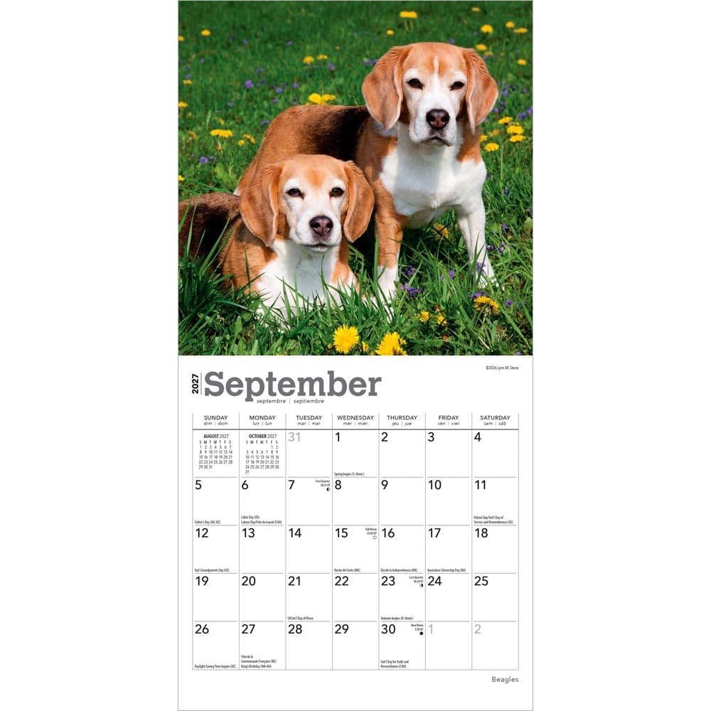 Beagle 2027 Mini Wall Calendar Third Alternate Image