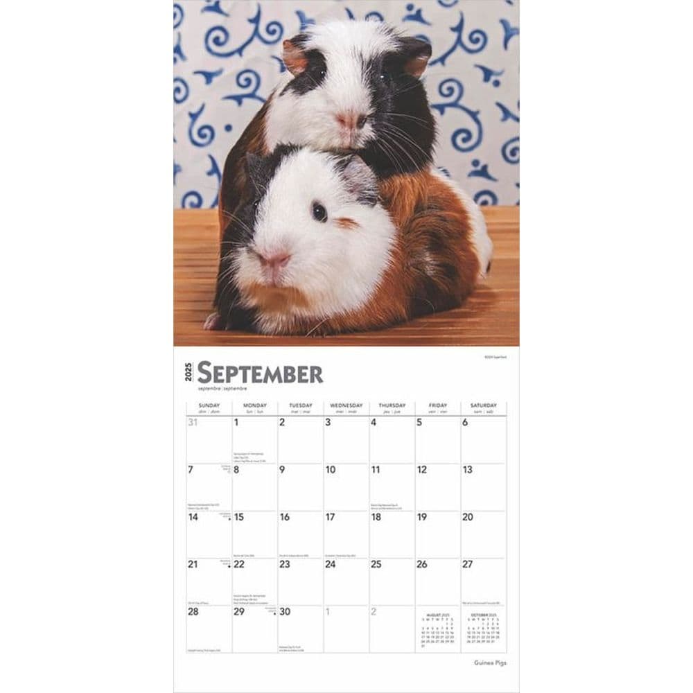 Guinea Pigs 2025 Wall Calendar Third Alternate Image