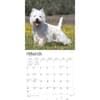 image West Highland White Terriers  2024 Wall Calendar Alternate Image 2