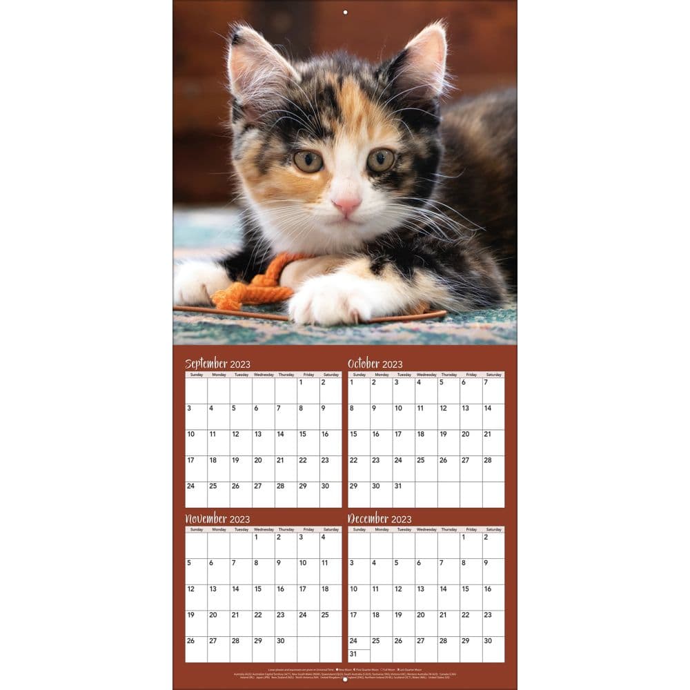 Curious Kittens 2024 Mini Wall Calendar Third Alternate Image width=&quot;1000&quot; height=&quot;1000&quot;