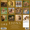 image Lions 2026 Wall Calendar