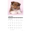 image Just Sheltie Puppies 2026 Wall Calendar Second Alternate Image