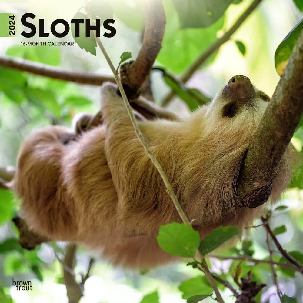 Sloths 2024 Wall Calendar Calendars Com   1f1219a1 5ab9 4e02 Bf07 61a76f153f68