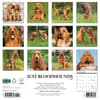 image Bloodhounds 2025 Wall Calendar First Alternate Image width=&quot;1000&quot; height=&quot;1000&quot;