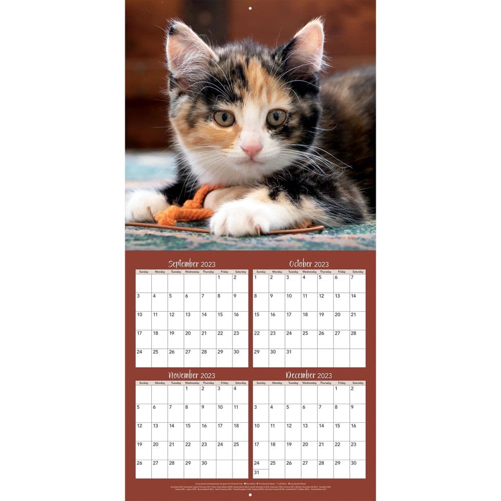 Curious Kittens 2024 Wall Calendar
