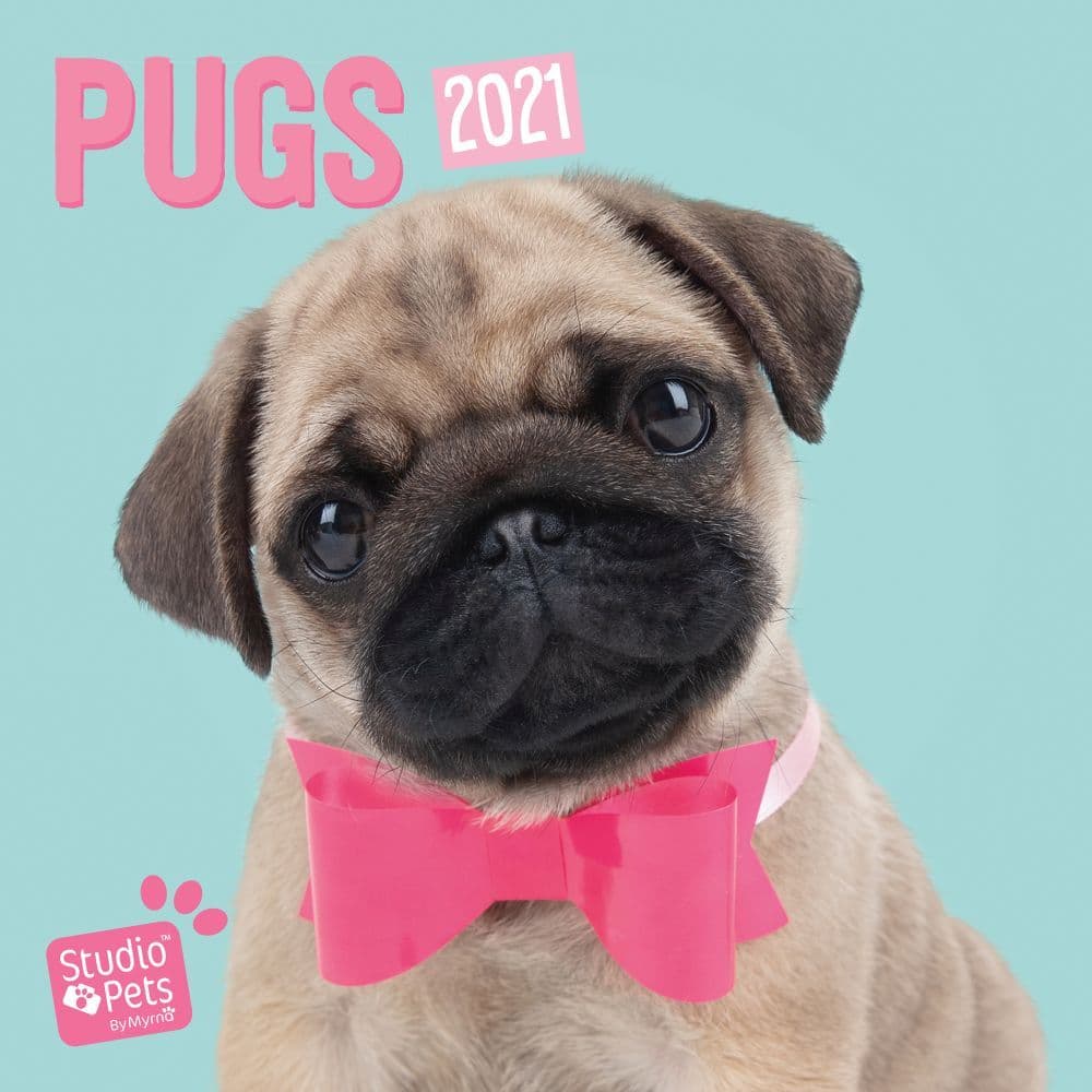 Studio Pets Pugs Wall Calendar