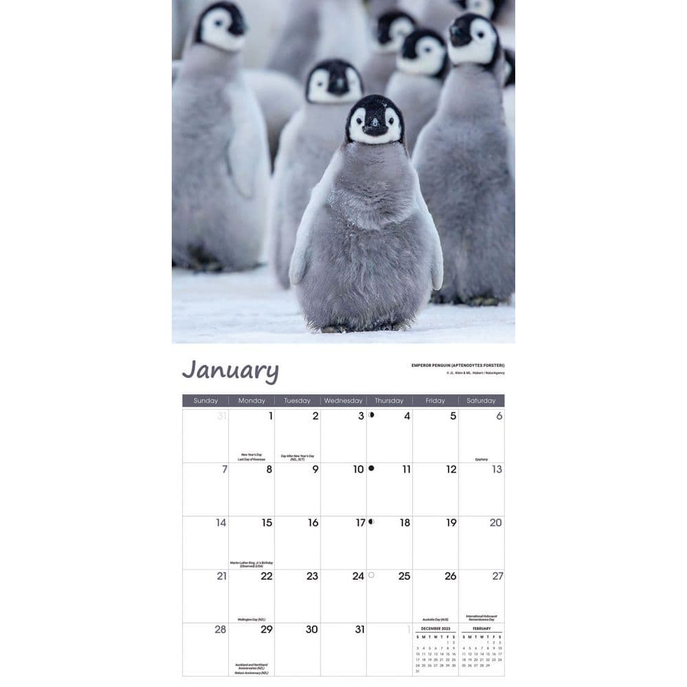 Baby Animals 2024 Wall Calendar