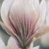 image Vellum Magnolia Branch Blank Card Fifth Alternate Image width=&quot;1000&quot; height=&quot;1000&quot;