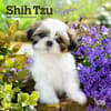 image Shih Tzu Puppies 2025 Mini Wall Calendar Main Image