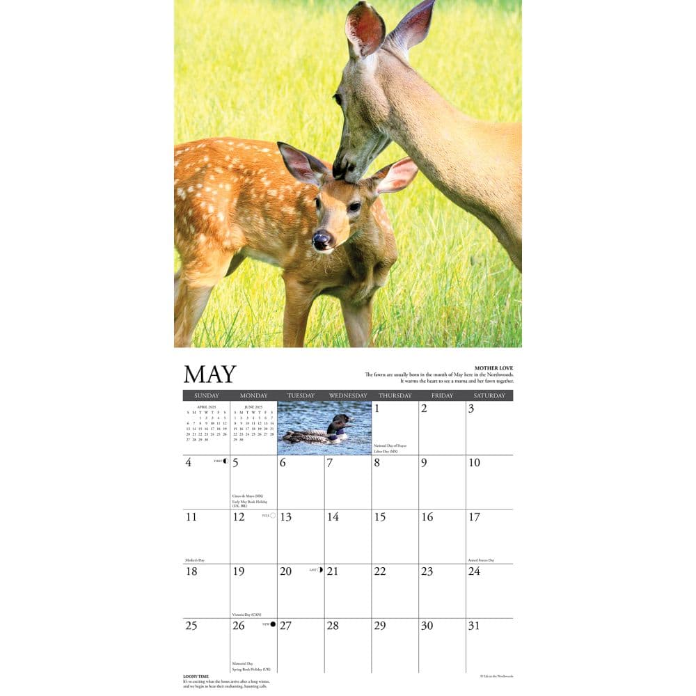 Life in the Northwoods 2025 Wall Calendar Second Alternate Image width="1000" height="1000"