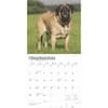 image Mastiffs 2025 Wall Calendar Third Alternate Image width=&quot;1000&quot; height=&quot;1000&quot;