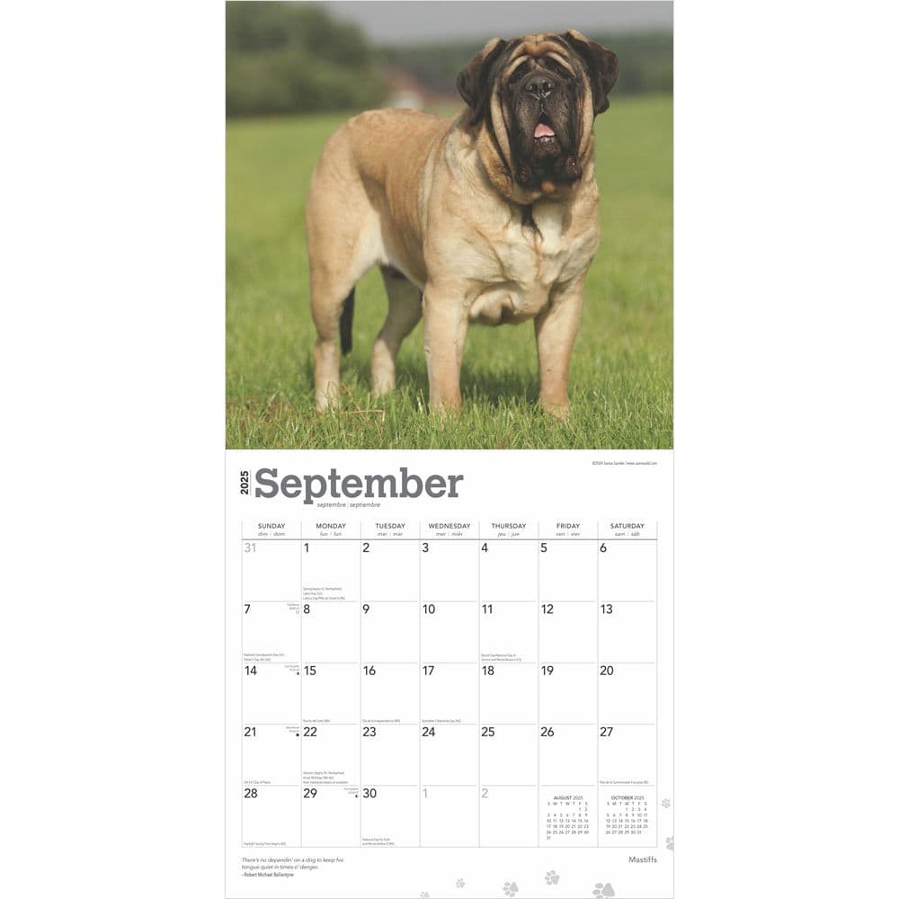 Mastiffs 2025 Wall Calendar Third Alternate Image width=&quot;1000&quot; height=&quot;1000&quot;