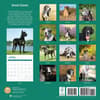 image Great Danes 2025 Wall Calendar First Alternate Image