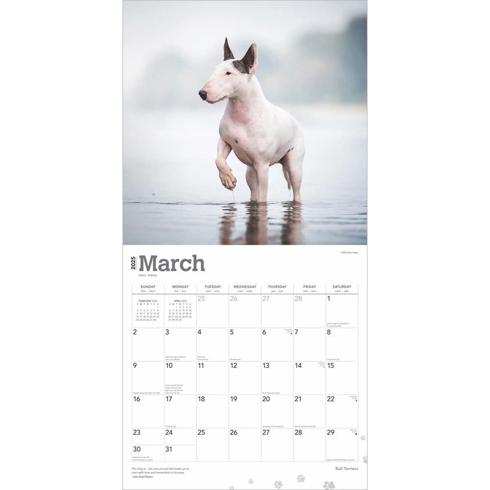 Bull Terriers 2025 Wall Calendar Second Alternate Image