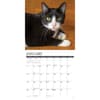 image Tuxedo Cats 2025 Wall Calendar