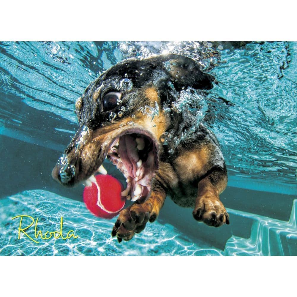 image Underwater Dogs Rhoda 1000pc Puzzle Main Product  Image width=&quot;1000&quot; height=&quot;1000&quot;