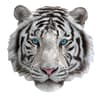 image I Am White Tiger Mini 300pc Puzzle 2nd Product Detail  Image width="1000" height="1000"