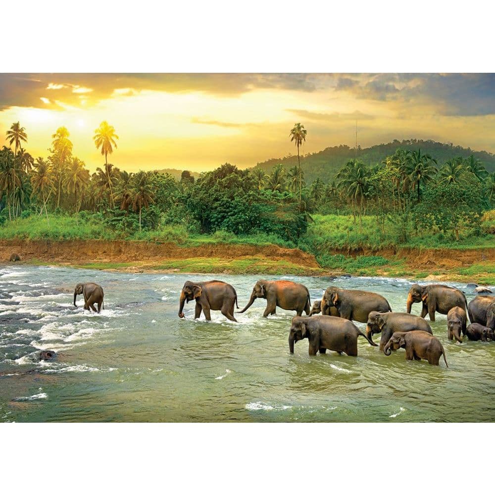 Save Our Planet Animal Kingdom 1000pc Puzzle 2nd Product Detail  Image width="1000" height="1000"