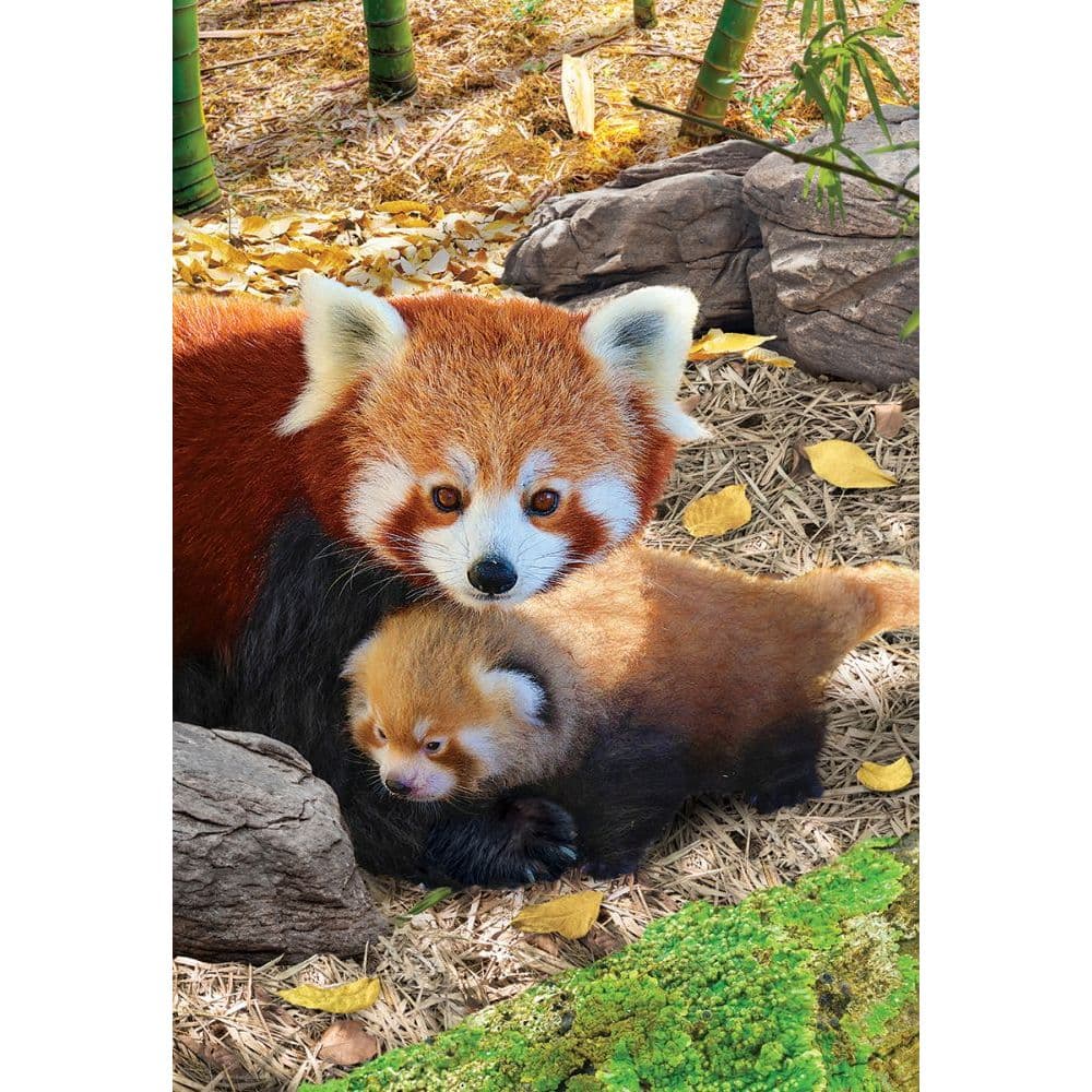 Red Panda 250pc Puzzle 2nd Product Detail  Image width="1000" height="1000"