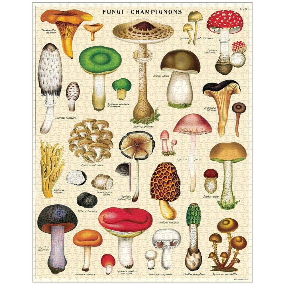Mushrooms 1000 Piece Puzzle by Cavallini 2nd Product Detail  Image width=&quot;1000&quot; height=&quot;1000&quot;