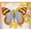 image Butterflies 2023 Desktop Wallpaper Ninth Alternate Image  width=&quot;1000&quot; height=&quot;1000&quot;