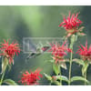 image Hummingbirds 2023 Desktop Wallpaper First Alternate Image  width=&quot;1000&quot; height=&quot;1000&quot;