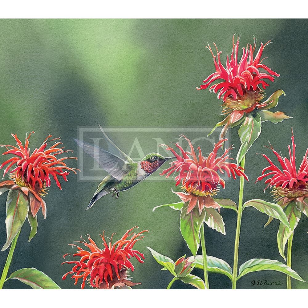 Hummingbirds 2023 Desktop Wallpaper First Alternate Image  width=&quot;1000&quot; height=&quot;1000&quot;