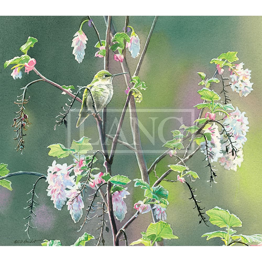 Hummingbirds 2023 Desktop Wallpaper Second Alternate Image  width=&quot;1000&quot; height=&quot;1000&quot;