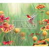 image Hummingbirds 2023 Desktop Wallpaper Alternate Image  width=&quot;1000&quot; height=&quot;1000&quot;