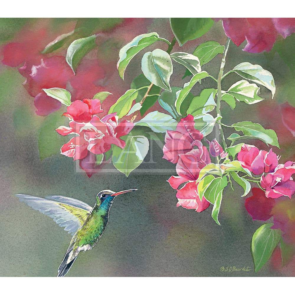 Hummingbirds 2023 Desktop Wallpaper Alternate Image  width=&quot;1000&quot; height=&quot;1000&quot;
