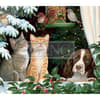 image Love Of Cats 2023 Desktop Wallpaper Alternate Image  width=&quot;1000&quot; height=&quot;1000&quot;