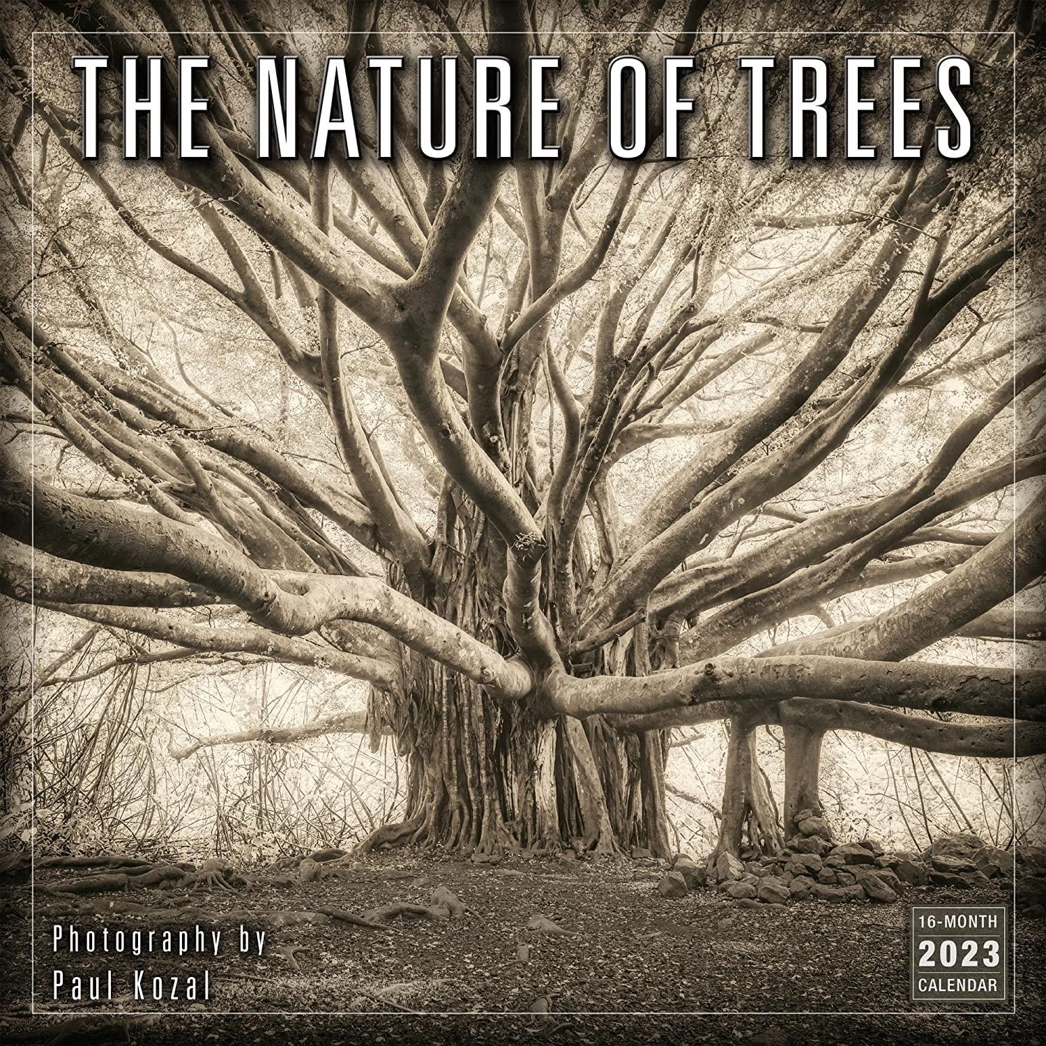 into-the-forest-2020-calendar-by-miguel-santos-on-deviantart-fantasy