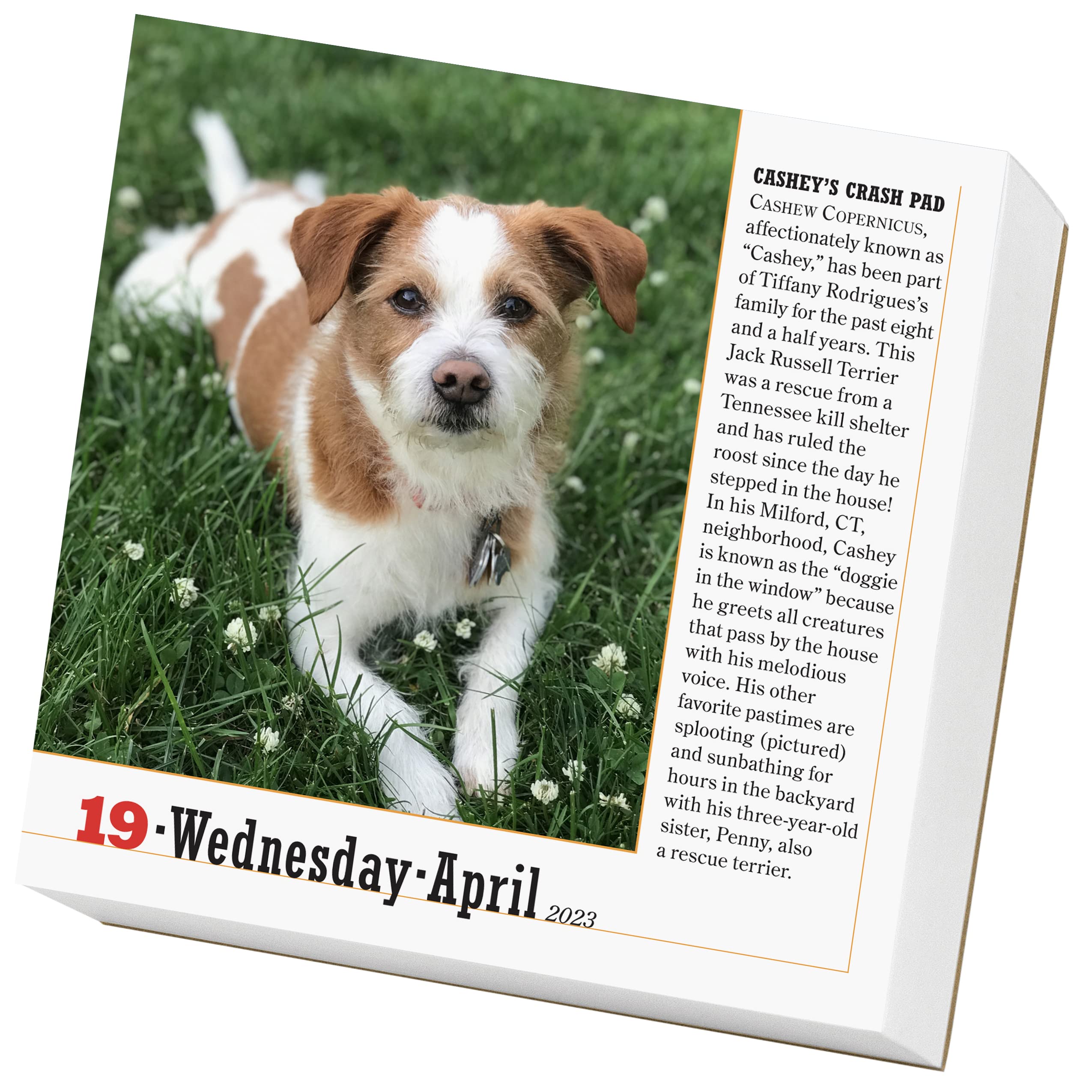 365 Dogs 2023 Page-A-Day Calendar - Calendars.com