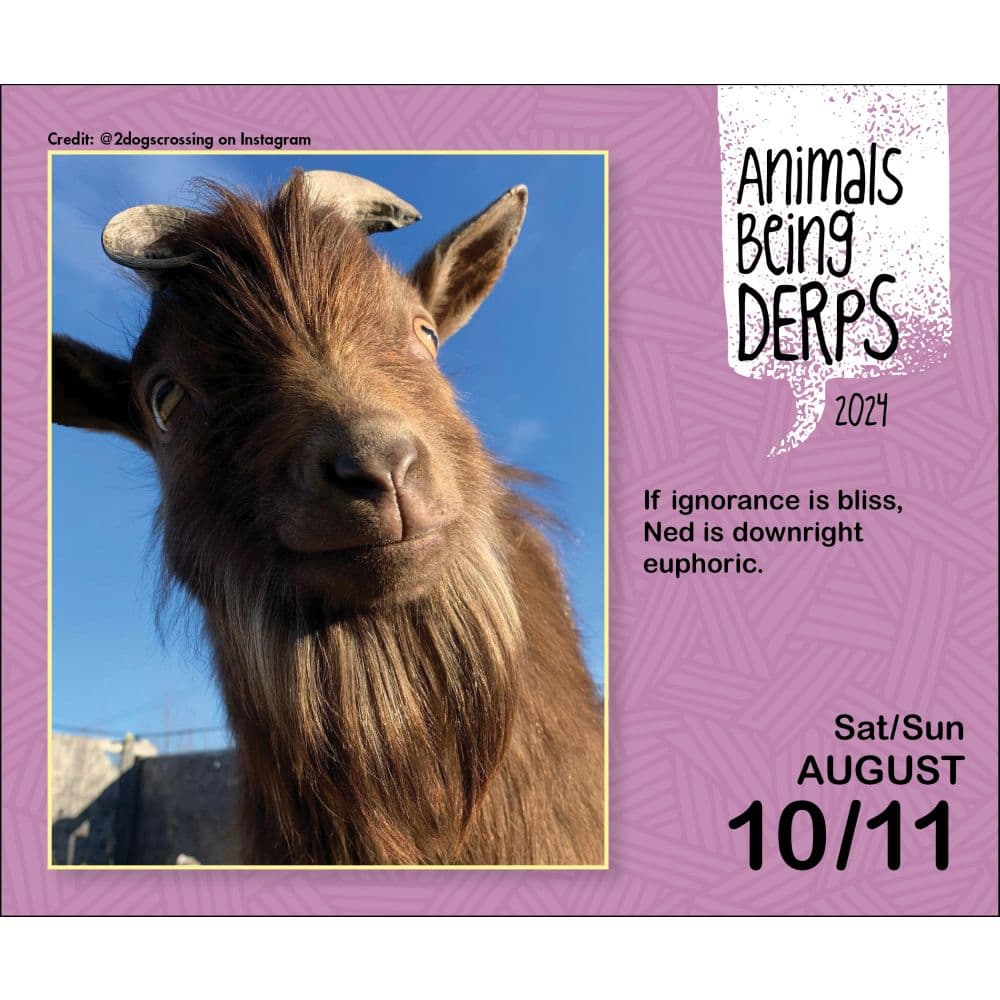 Animals Being Derps 2024 Desk Calendar