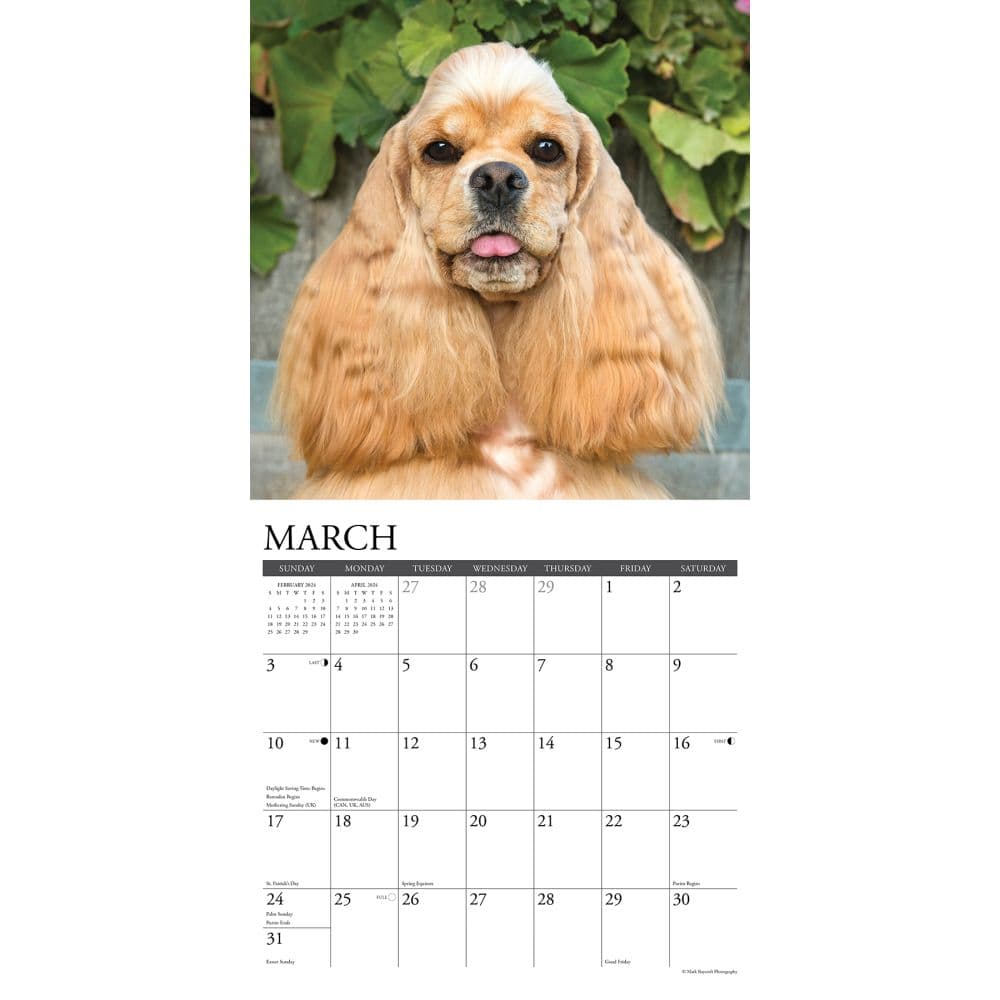 Cocker Spaniels Just 2024 Wall Calendar