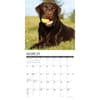 image Just Lab Chocolate 2024 Wall Calendar Interior Image width=&quot;1000&quot; height=&quot;1000&quot;